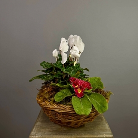 Композиция из горшечных растений  (в субстрате) №183