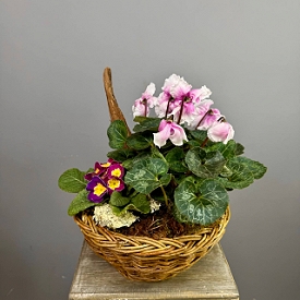 Композиция из горшечных растений  (в субстрате) №181