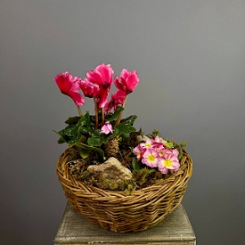 Композиция из горшечных растений  (в субстрате) №182