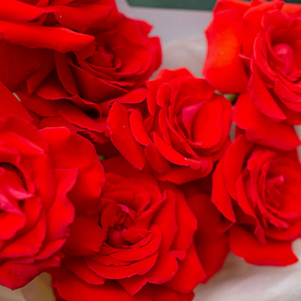 Французские Розы 7