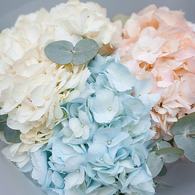 3 пудровых гортензии