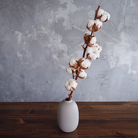 Ветка хлопка