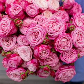 Роза Леди Бомбастик (штучно)