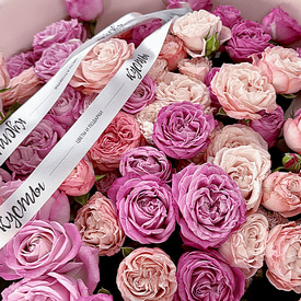 Серенада pink