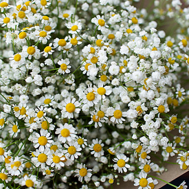 Снежная буря