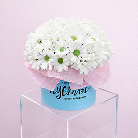 Ромашковое поле