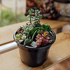 Мини-садик "Суккуленты"